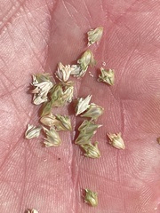 Phalaris paradoxa