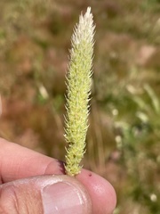 Phalaris paradoxa