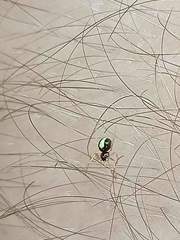 Neottiura bimaculata