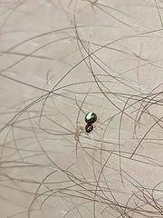 Neottiura bimaculata