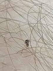 Neottiura bimaculata