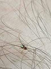 Neottiura bimaculata