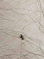 Neottiura bimaculata