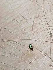 Neottiura bimaculata