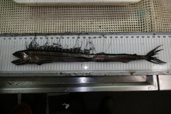 Alepisaurus brevirostris