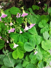 Oxalis debilis