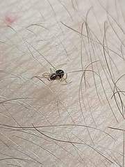 Neottiura bimaculata