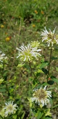 Monarda lindheimeri