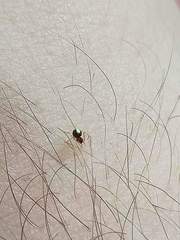 Neottiura bimaculata