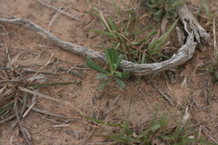Senecio othonniflorus