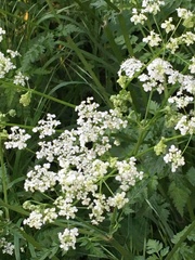 Anthriscus sylvestris