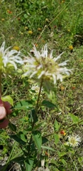 Monarda lindheimeri