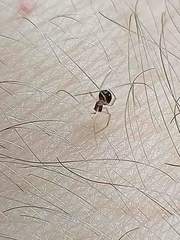 Neottiura bimaculata