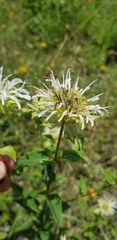 Monarda lindheimeri