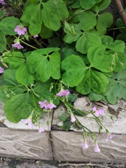 Oxalis debilis