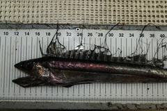 Alepisaurus brevirostris