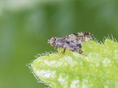 Tephritis vespertina