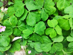 Oxalis debilis