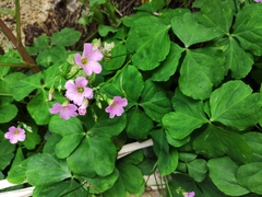 Oxalis debilis