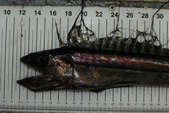 Alepisaurus brevirostris