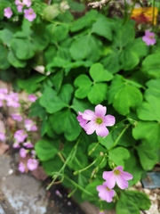 Oxalis debilis