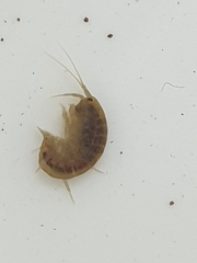 Gammarus pulex