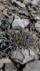 Lignocarpa carnosula