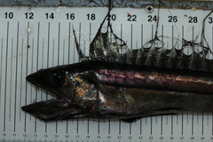 Alepisaurus brevirostris