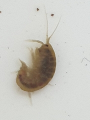 Gammarus pulex