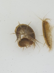 Gammarus pulex