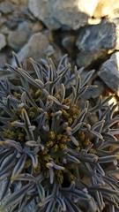 Lignocarpa carnosula