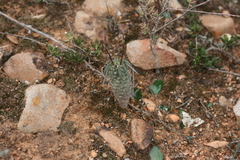 Euphorbia clava