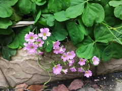Oxalis debilis