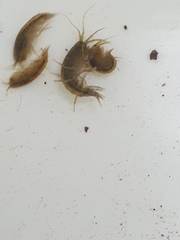 Gammarus pulex