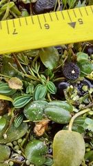 Alchemilla diplophylla