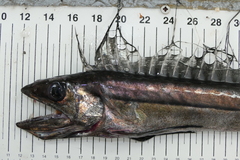 Alepisaurus brevirostris