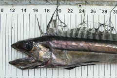 Alepisaurus brevirostris