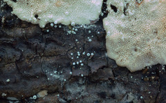 Flagelloscypha minutissima