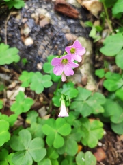Oxalis debilis