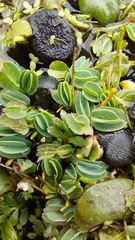 Alchemilla diplophylla