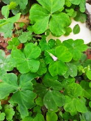 Oxalis debilis