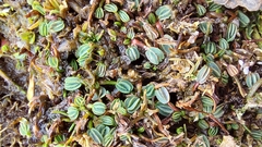 Alchemilla diplophylla