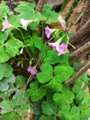 Oxalis debilis