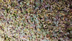 Alchemilla diplophylla