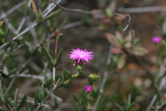 Ruschia truteri