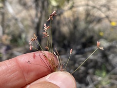 Juncus tiehmii