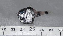 Argyropelecus hemigymnus