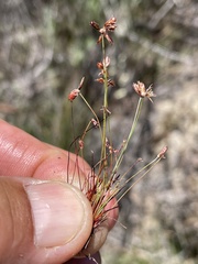 Juncus tiehmii