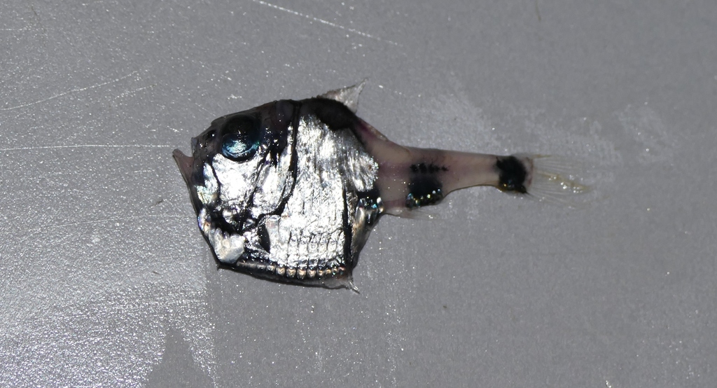 Hatchet-Fish