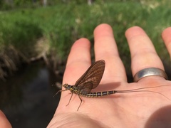 Litobrancha recurvata